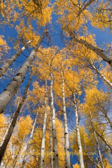 aspen, tree, forest, fall, fall color, gold, Colorado